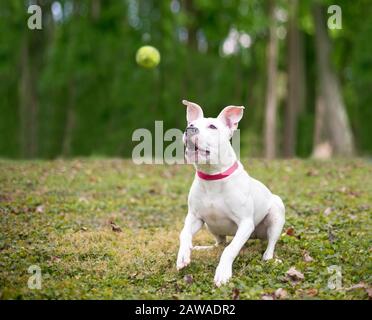 A white Pit Bull Terrier mixed breed dog catching a ball in the air Stock Photo