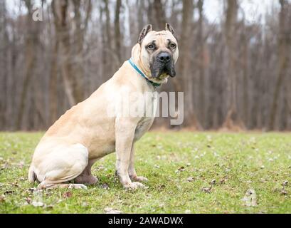 A fawn colored Cane Corso mastiff dog with cropped ears sitting outdoors Stock Photo