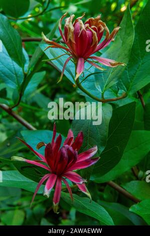 Spice Bush, Calycanthus occidentalis, Cypress Garden, Mill Valley California Stock Photo