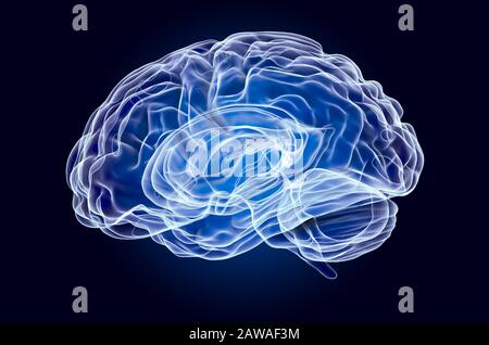 Human Brain, x-ray hologram. 3D rendering on dark blue background Stock Photo