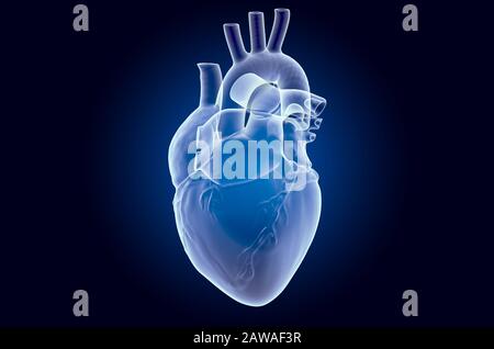 Human heart, x-ray hologram. 3D rendering on dark blue background Stock Photo