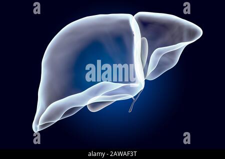 Human liver with gallbladder, x-ray hologram. 3D rendering on dark blue background Stock Photo