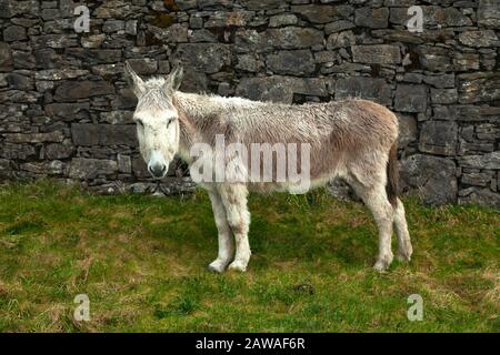 Donkey on Inishmaan island, middle of the Aran islands on the Wild Atlantic Way in Galway Ireland Stock Photo