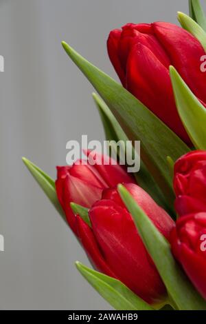 Bouquet of red tulips on a gray background, congratulatory or holiday concept Stock Photo