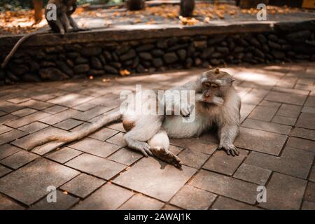 Balinese long tailed monkey relaxing and eating Stock Photo