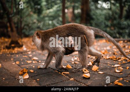 Mother long tailed monkey walking with her baby Stock Photo