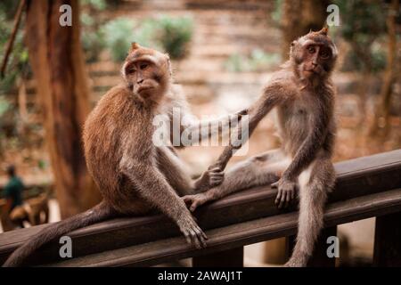 Two young monkeys grooming each other Stock Photo