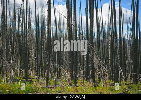 Standing Burnt Dead Trees From Wildfire Stock Photo