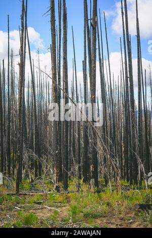 Standing Dead Burnt Trees From A Wildfire Stock Photo