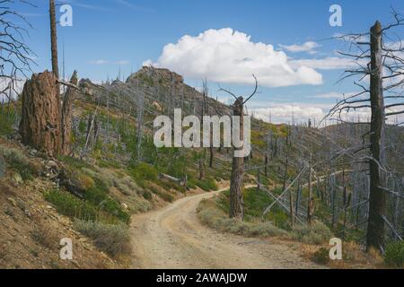 Dead Trees Standing In The Mountains Burned From Wildfire Stock Photo