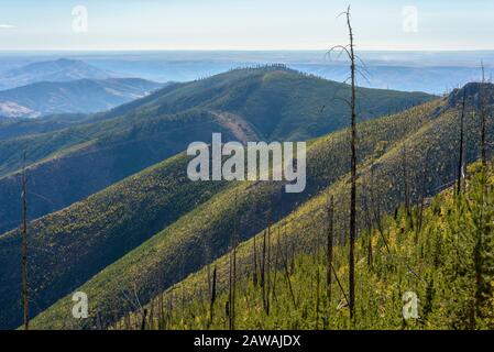 Dead Trees From Wildfire Among New Growth Stock Photo