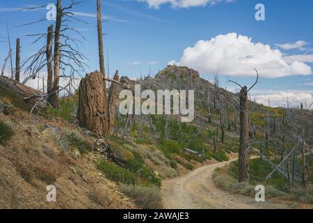 Road In The Mountains With Standing Dead Trees From Wildfire Stock Photo