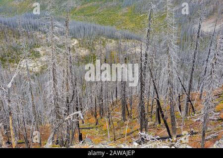 Standing Dead Trees In The Mountains From A Wildfire Stock Photo