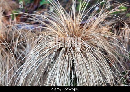 Close-up of the evergreen perennial, red-leaved Carex Comans ( Red-leaved New Zealand hair sedge. Stock Photo