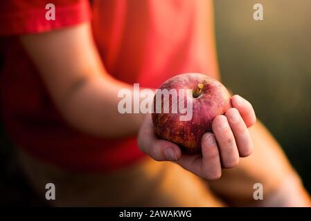small hand holding a red apple outside Stock Photo