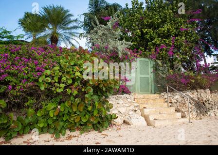 Bougainvillea Flowers and Vegetation along the Beach in Holetown, Barbados on the West Coast Stock Photo