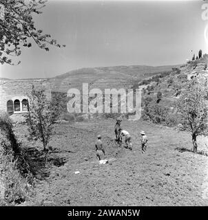 Israel 1948-1949: Ain Karem  Soldiers on leave plow a field Date: 1948 Location: Ain Karem, Israel, Jerusalem Keywords: arable fields, donkeys, helmets, agricultural, military Stock Photo