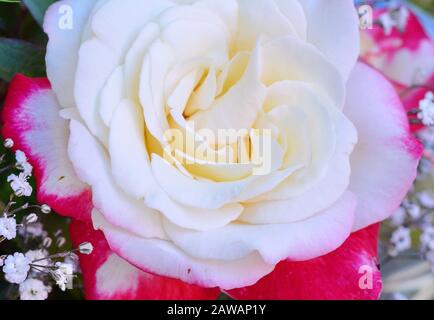 Arrangement of roses and Gypsophila flowers. Stock Photo