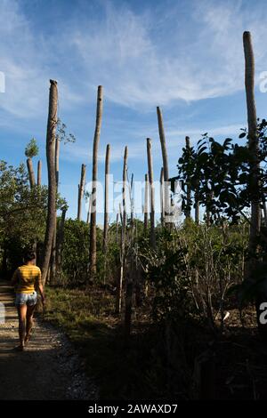 A woman walks the Nature Trail at the Florida Oceanographic Coastal Center 16 years after these trees were damaged by Hurricanes Jeanne and Frances. Stock Photo