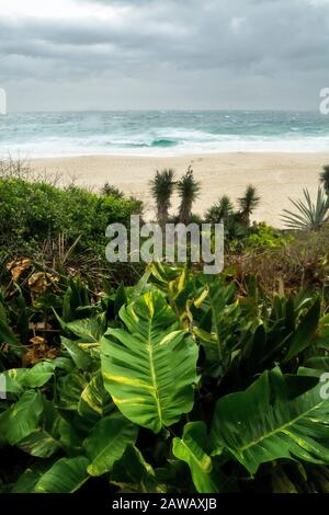 Super Natural Image of Green Leafy Plants and Itacoatiara Beach, Niterói RJ, in the Background. Stock Photo