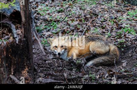 red fox caught in a live trap cage trap Stock Photo - Alamy