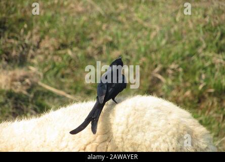 Rupandehi & Nawalparasi Different Area photograph this bird & vulture & landscape . Stock Photo