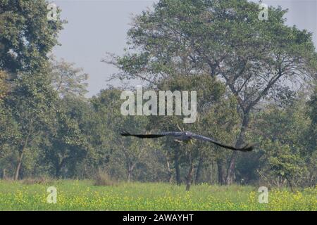 Rupandehi & Nawalparasi Different Area photograph this bird & vulture & landscape . Stock Photo