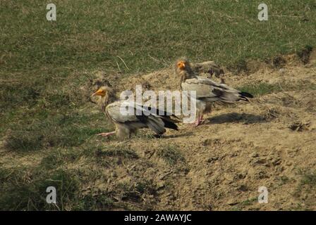 Rupandehi & Nawalparasi Different Area photograph this bird & vulture & landscape . Stock Photo