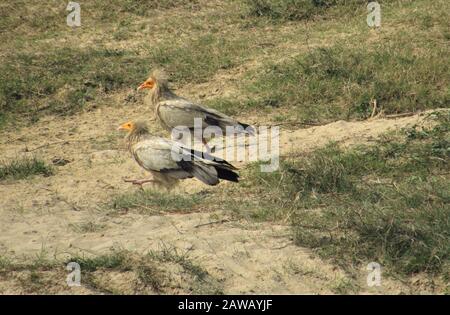 Rupandehi & Nawalparasi Different Area photograph this bird & vulture & landscape . Stock Photo