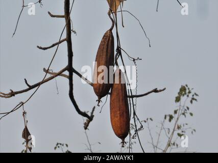 Rupandehi & Nawalparasi Different Area photograph this bird & vulture & landscape . Stock Photo