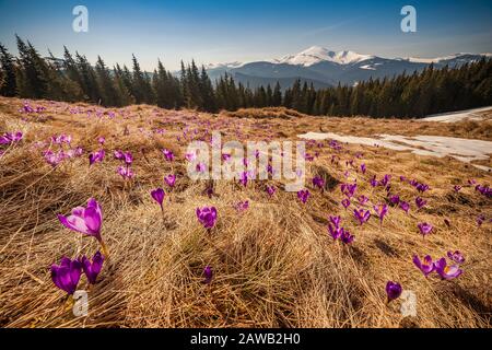 Spring landscape with crocus flowers on meadow in mountains. Seasonal nature floral background Stock Photo