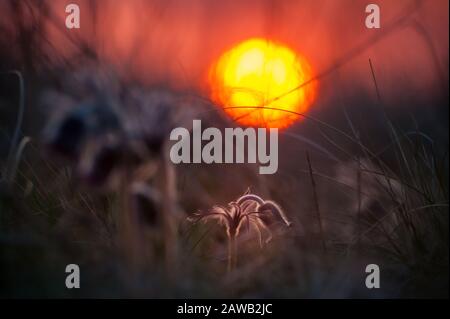 Soft nature background with pasque flower in grass. Spring morning on lowland, selective focus Stock Photo