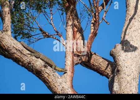 Lace monitor or tree goanna (Varanus varius) in tree. Stock Photo