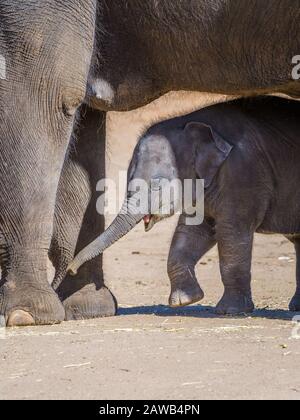 Newborn asiatic elephant calf seeking protection and comfort between the legs of its mother at Dubbo's Western Plains Zoo in Australia. Stock Photo