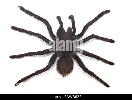 black curly-hair tarantula Brachypelma albopilosum isolated Stock Photo