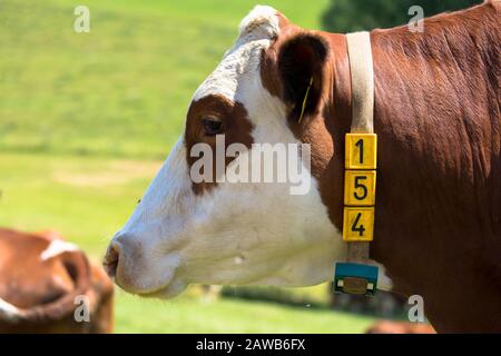A headshot of a brown and white hereford cow on a farm in New Zealand ...