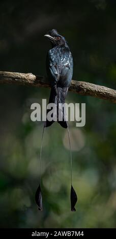 The greater racket-tailed drongo (Dicrurus paradiseus) is a medium-sized Asian bird which is distinctive in having elongated outer tail feathers. Stock Photo