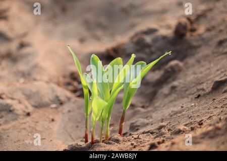 close-up of a green corn or maize plant in agriculture farm on morning sunlight with blur sand and water drop on leaf backgrounds ,outdoor plants in n Stock Photo