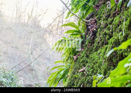 Ferns on bright and blurred background, Asplenium scolopendrium Stock Photo