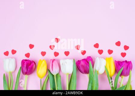 High angle close up above view of a row of multi colorful purple and vivid yellow tulips with small little hearts isolated over pastel color backgroun Stock Photo