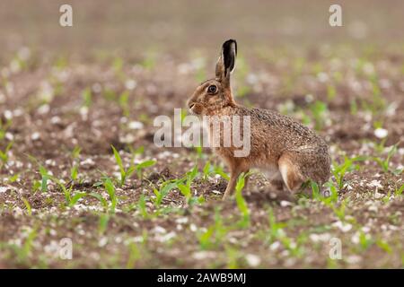 Wild brown hare close up in Norfolk UK, sat in some new growing crops. Natural wildlife in a farming landscape Stock Photo