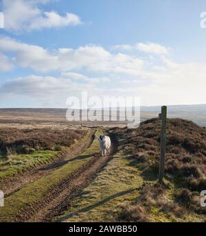 Blackface Sheep, Ovis aries, on the North Yorkshire Moors, Northern England, UK, GB.