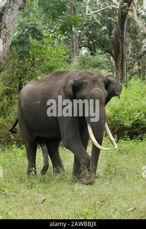 Asiatic Bull Elephant Stock Photo