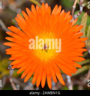 Livingstone Daisy Latin name Mesembryanthemum GELATO ORANGE ICE PLANT Flower Stock Photo