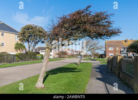 Tree leaning. Small leaning tree due to regular high winds, in the UK. Stock Photo