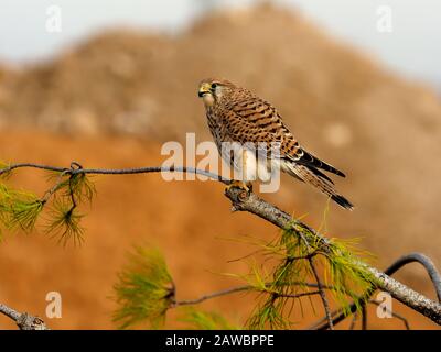 Kestrel, Falco tinnunculus,  single female on branch, Spain, January 2020 Stock Photo