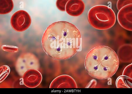 Babesia parasites inside red blood cell, illustration Stock Photo