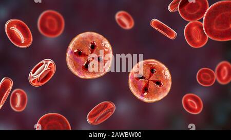 Babesia parasites inside red blood cell, illustration Stock Photo