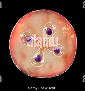 Babesia parasites inside red blood cell, illustration Stock Photo