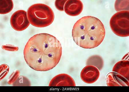 Babesia parasites inside red blood cell, illustration Stock Photo
